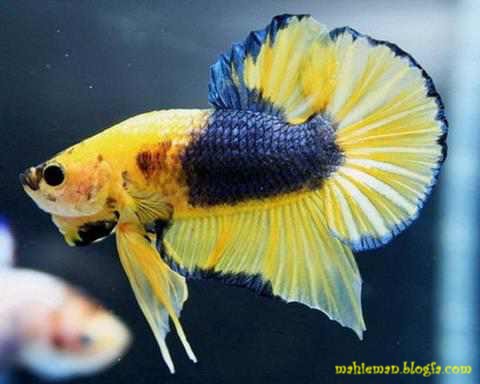 ماهی فایتر زرد