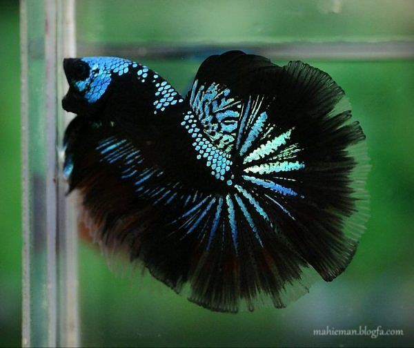 ماهی فایتر سیاه رنگ