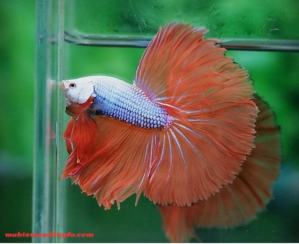 Betta