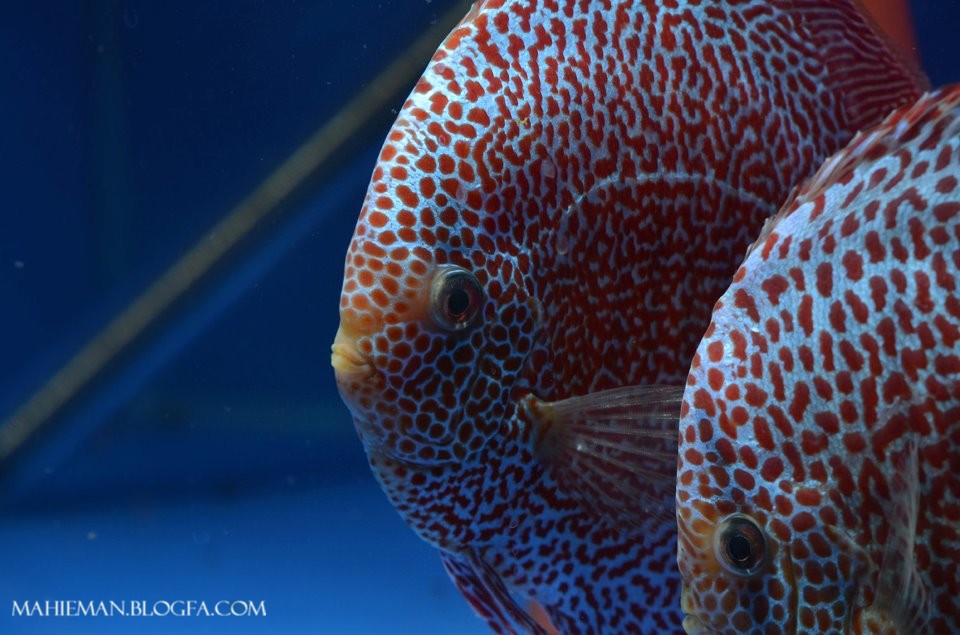 Discus