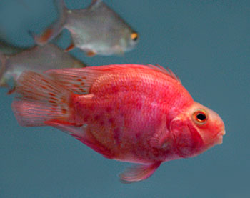The image “http://mahieman.persiangig.com/Fish/FFFPPP/red-parrot-fish.jpg” cannot be displayed, because it contains errors.