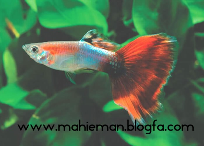 aquamarine-redtail1 - معرفی انواع ماهی ها در این بخش - متا