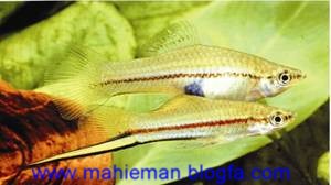 mahieman25 - معرفی انواع ماهی ها در این بخش - متا