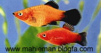 mahieman26 - معرفی انواع ماهی ها در این بخش - متا