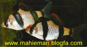 mahieman28 - معرفی انواع ماهی ها در این بخش - متا