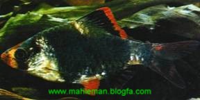 mahieman3 - معرفی انواع ماهی ها در این بخش - متا
